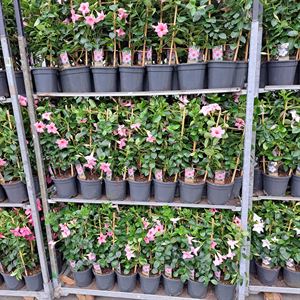 Bild von Kp17 Sundaville Rek Cream